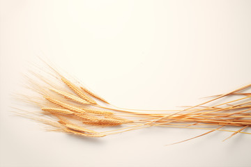 Wheat spikes isolated on white background
