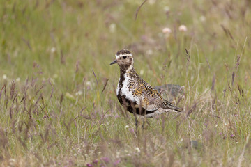 Golden Plover on Grimsey Island Iceland