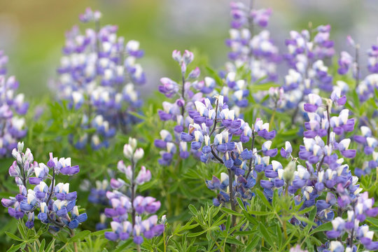 Beautiful Arctic Lupine in Iceland 