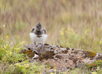 European Oystercatcher Chick in Iceland
