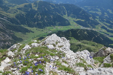 Fototapeta na wymiar alpenblumen