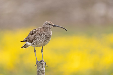 Whimbrel on fence post in Iceland