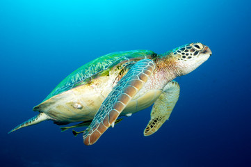 Loggerhead turtle, Caretta caretta, Raja Ampat Indonesia.