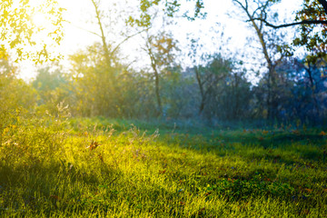 Obraz na płótnie Canvas green forest glade in a sunlight, outdoor evening background