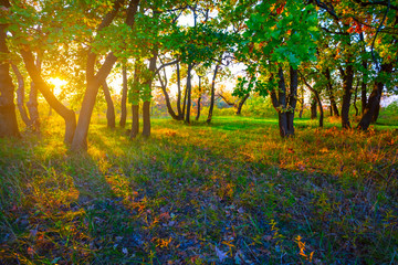 Fototapeta na wymiar autumn forest glade in a light of evening sun