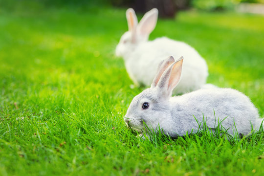 Pair of Cute adorable white and grey fluffy rabbit sitting on green grass lawn at backyard.Small sweet bunny walking by meadow in green garden on bright sunny day. Easter nature and animal background