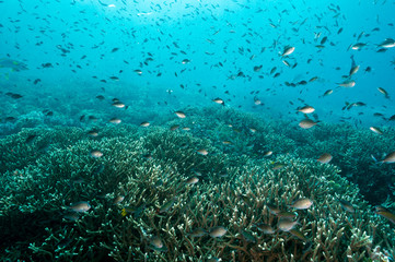 Fototapeta na wymiar Reef scenic with Acropora corals and chromis fishes Raja Ampa