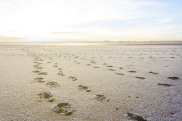 dry saline land at the sunset, wilderness background
