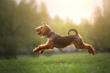 Welsh terrier outdoors