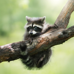 Raccoon on a branch. Outdoor