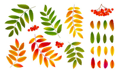 Realistic bright green and orange autumn rowan leaves and berries, vector set isolated on white background - obrazy, fototapety, plakaty