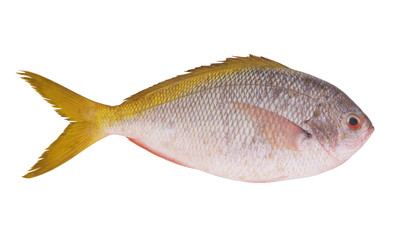 Fresh redbelly yellowtail fusilier fish isolated on white