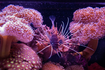 Red lionfish or Common Lionfish (Pterois volitans)