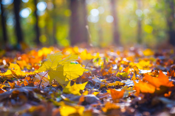 closeup red dry maple leaves in the park, sunny autumn background