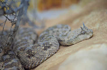 Saharan horned viper or the horned desert viper (Cerastes cerastes)