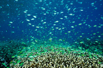Fototapeta na wymiar Massive shoal of blue damsels, Chromis viridis, feed in strong current howering over Acropora hard corals, Raja Ampat Indonesia.