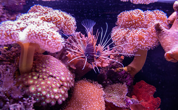 Red lionfish or Common Lionfish (Pterois volitans)