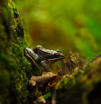 Frog on a moss covered old stump