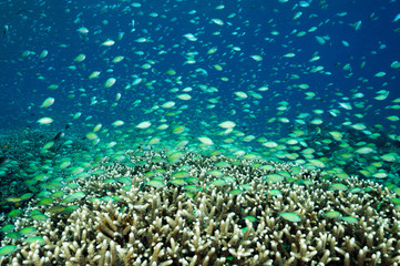 Naklejka na ściany i meble Massive shoal of blue damsels, Chromis viridis, feed in strong current howering over Acropora hard corals, Raja Ampat Indonesia.