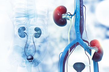Kidney transplantation on scientific background. 3d illustration - obrazy, fototapety, plakaty