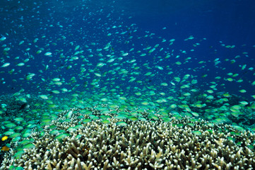 Naklejka na ściany i meble Massive shoal of blue damsels, Chromis viridis, feed in strong current howering over Acropora hard corals, Raja Ampat Indonesia.