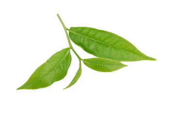 Fototapeta na wymiar green tea leaf isolated on white background