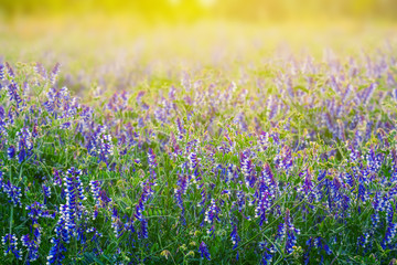 Naklejka premium closeup beautiful prairie flowers in a sunlight, natural summer background