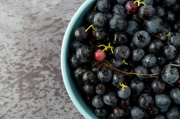 Bowl of freshly picked wild blueberries on a gray background.