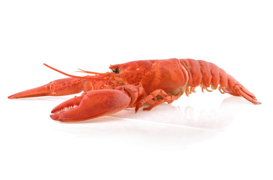 Cooked European common lobster isolated on a white background.