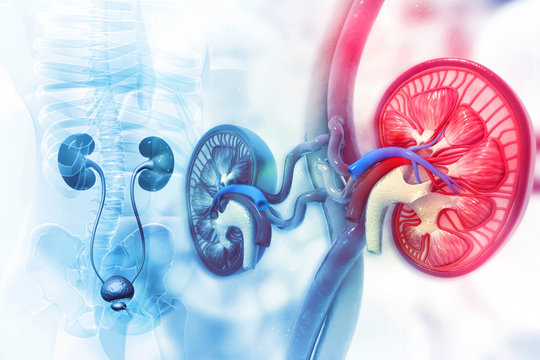 Human kidney cross section on scientific background
