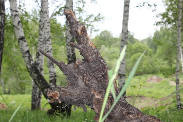 Nature