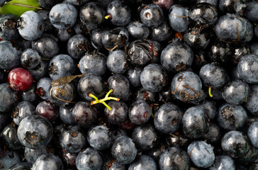 Close view of fresh hand picked wild blueberries