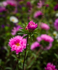 Aster blooming flower bud
