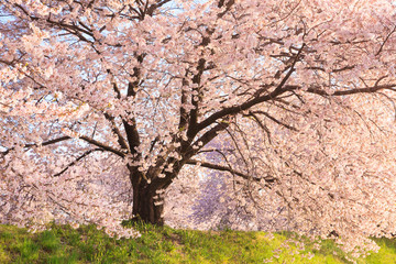 Cherry blossom in full bloom