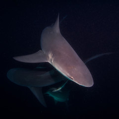 Bull Shark (Carcharhinus leucas) Protea Banks South Afrika