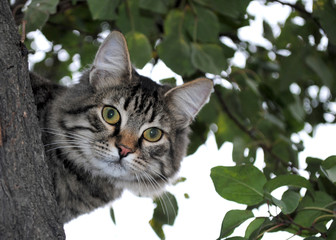 Green-eyed cat in a tree.