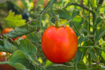 Ripe tomato on a branch on a background of green leaves. Tomato closeup. Soft selective focus.