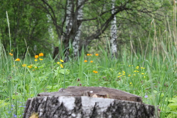 Nature