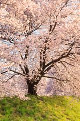 Cherry blossom in full bloom