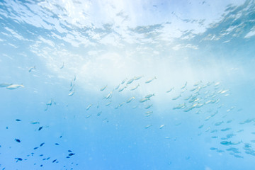 Fischschwarm im Freien Wasser