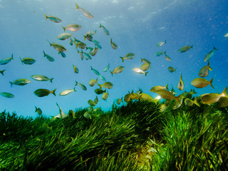Fischschwarm im Freien Wasser