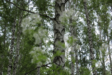Fototapeta premium Nature