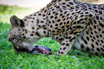 Cheetah eating and chewing a piece of meat in the green grass