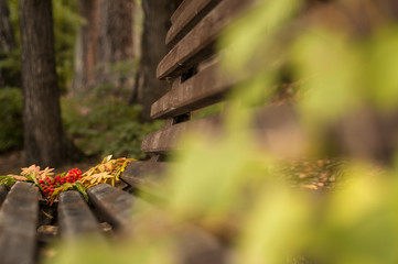 bouquet of autumn leaves and rowan berries on a bench