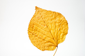yellow leaf isolated on white background