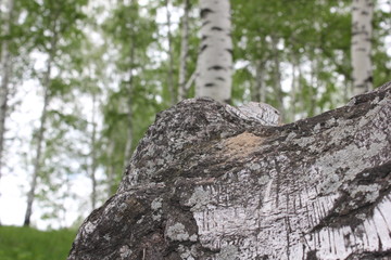 Obraz premium Nature