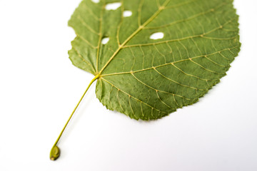 green leaf with water drops isolated on white background