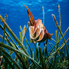 Tintenfisch im Mittelmeer