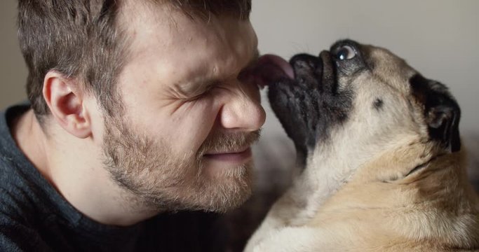 Cute pug dog kissing, licking face to the owner. Pet loves its owner