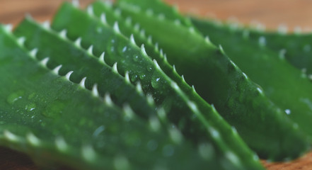 Aloe vera plants, tropical green plants